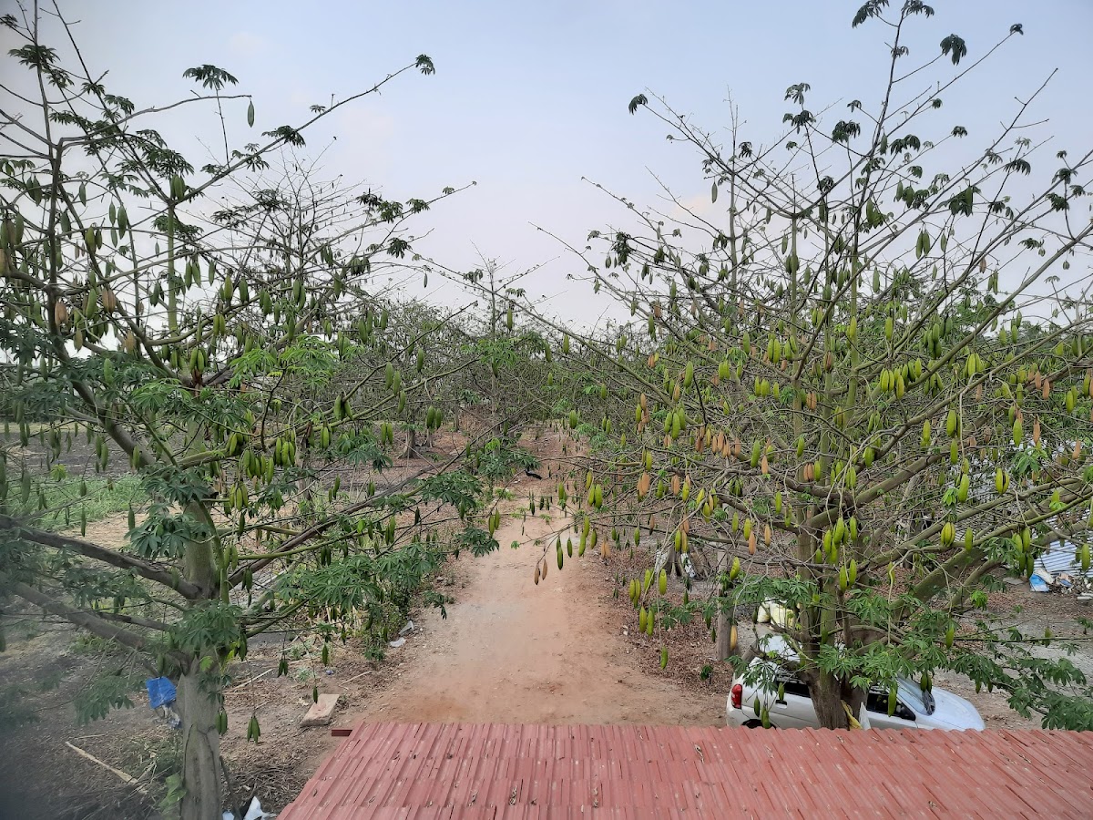 Tree-lined path at the yoga studio grounds